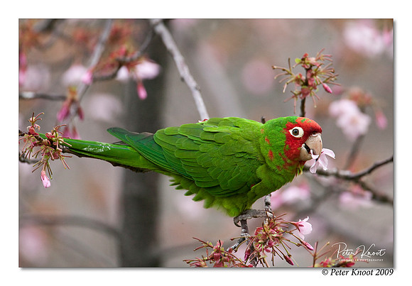 Red-masked Parakeet