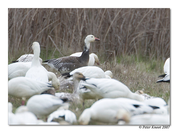peter_snow_goose_10