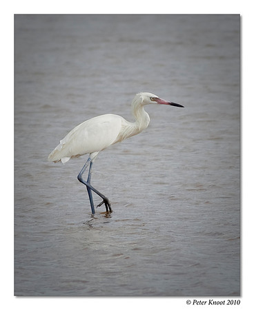 Reddish Egret