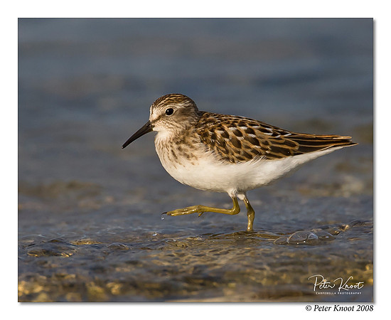 Least Sandpiper