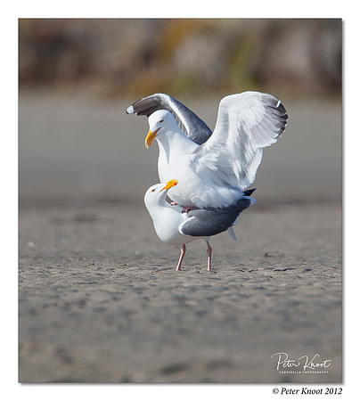 Western Gull