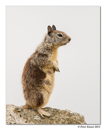 California Ground Squirrel