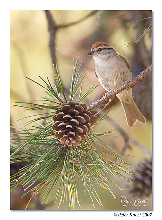 Chipping Sparrow