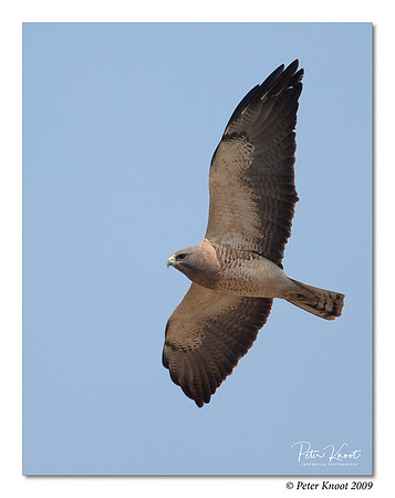 Swainson's Hawk