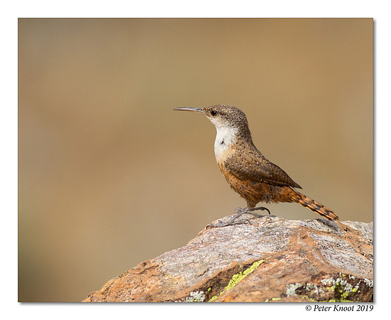 Canyon Wren