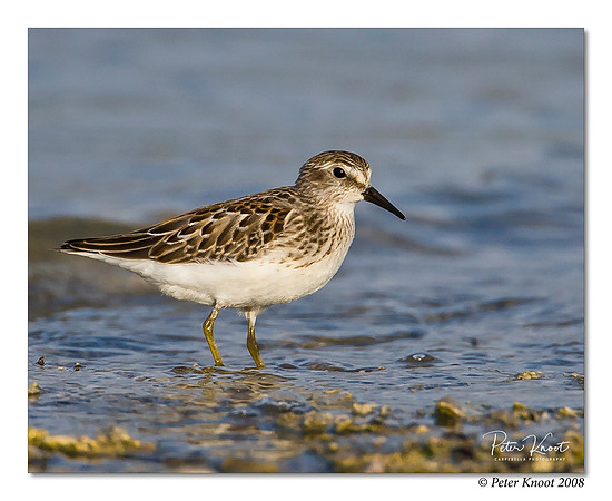 Least Sandpiper