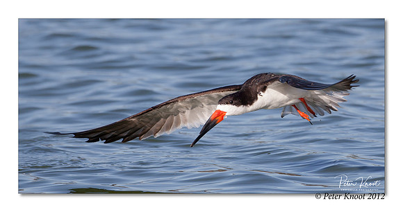 Black Skimmer