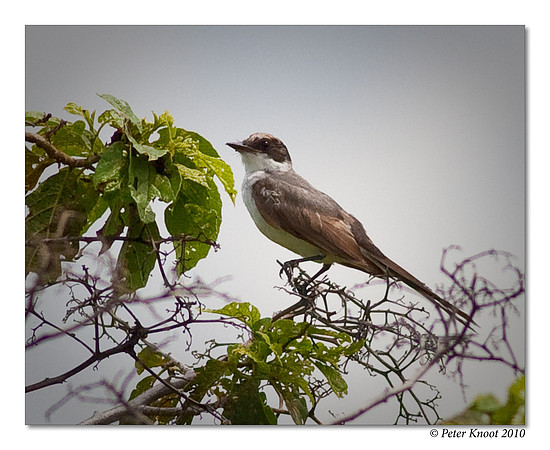 Fork-tailed Flycatcher