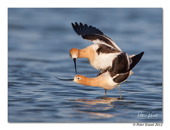 American Avocet