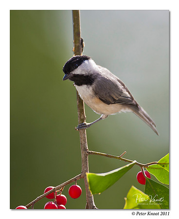 Carolina Chickadee