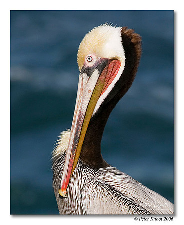 Brown Pelican