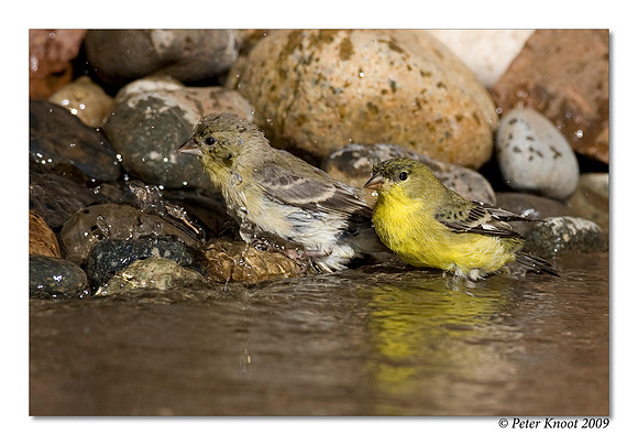Lesser Goldfinch