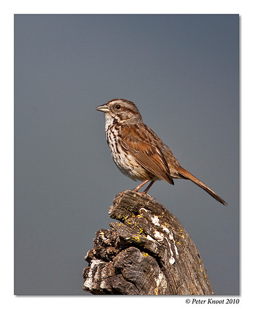 Song Sparrow