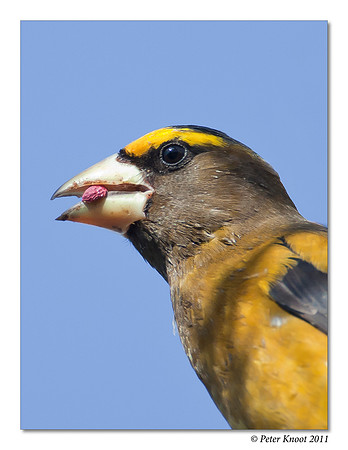 Evening Grosbeak