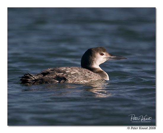 Common Loon