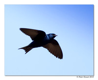 Purple Martin