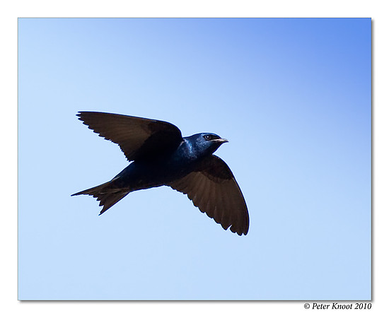 Purple Martin