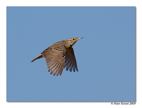 Western Meadowlark