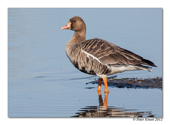 Greater White-fronted Goose