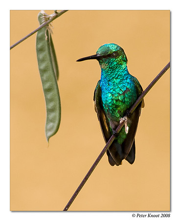 Blue-tailed Emerald Hummingbird