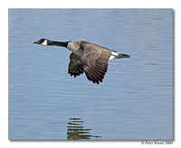 Canada Goose