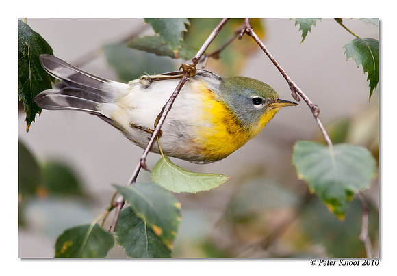 Northern Parula