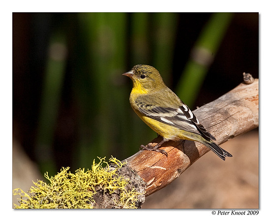 Lesser Goldfinch