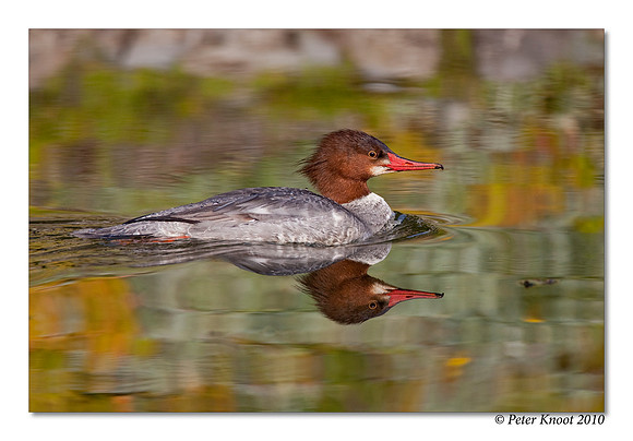 Common Merganser
