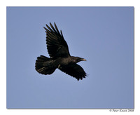 Common Raven