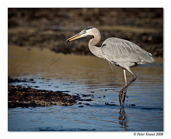 peter_great_blue_heron_6