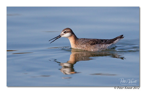 Wilson's Phalarope
