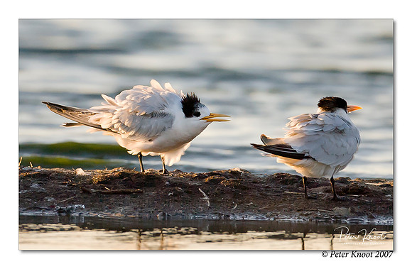 Elegant Tern