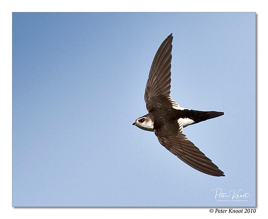 White-throated Swift