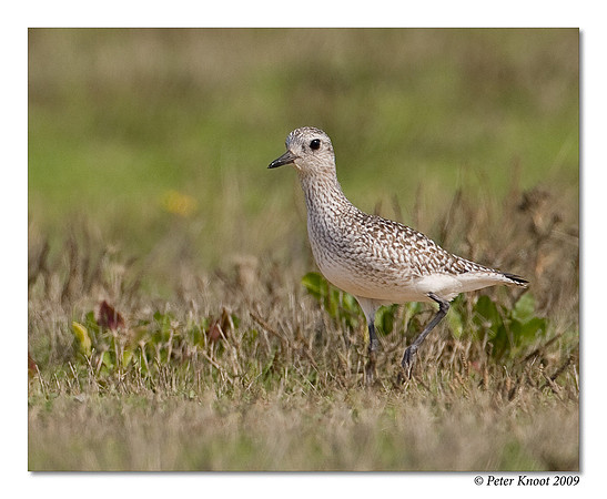 Black-bellied Plover