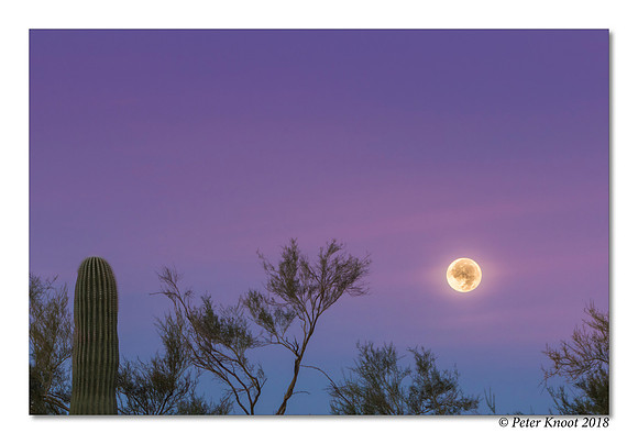 Moonset over Sonora Desert
