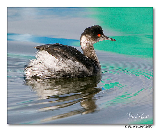 Eared Grebe