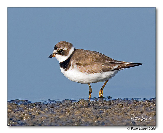 Semipalmated Plover