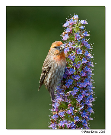 House Finch