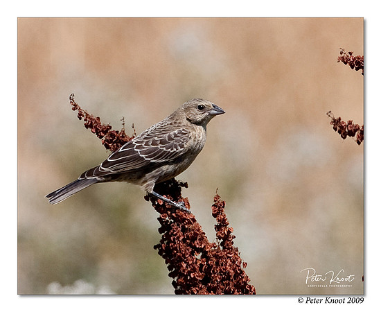 Brown-headed Cowbird