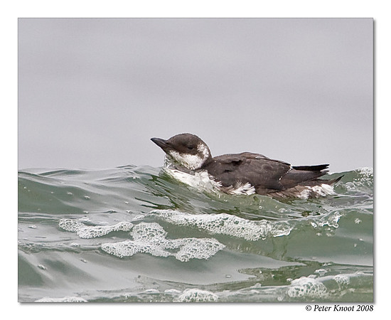 Common Murre