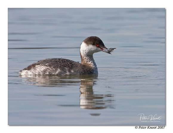Horned Grebe