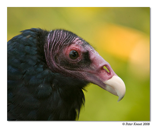 Turkey Vulture