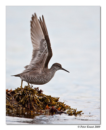 Wandering Tattler