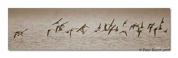 Red-necked Phalarope
