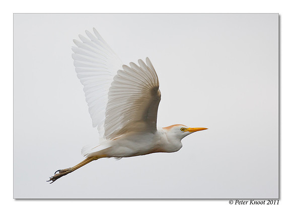 Cattle Egret