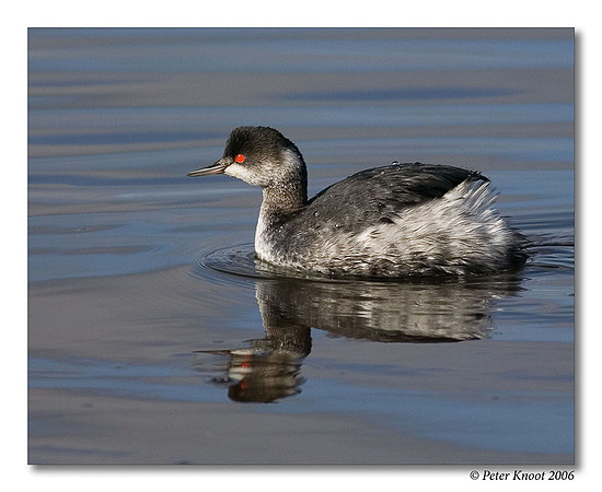 Eared Grebe