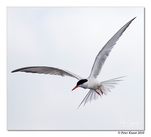 Common Tern