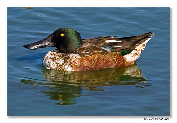 Northern Shoveler