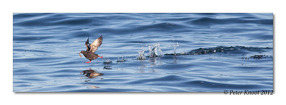 Pigeon Guillemot