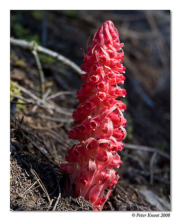 peter_snowplant_2